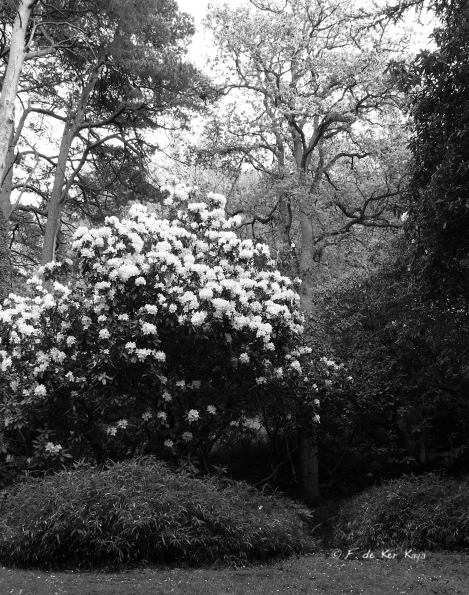 Bois des Moutiers (131) mai 2012
